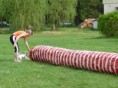 /album/zacatky-agility/agility-8-jpg/